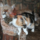 Illustration for article titled WTF; Cat breaks into Zoo...makes a friend...